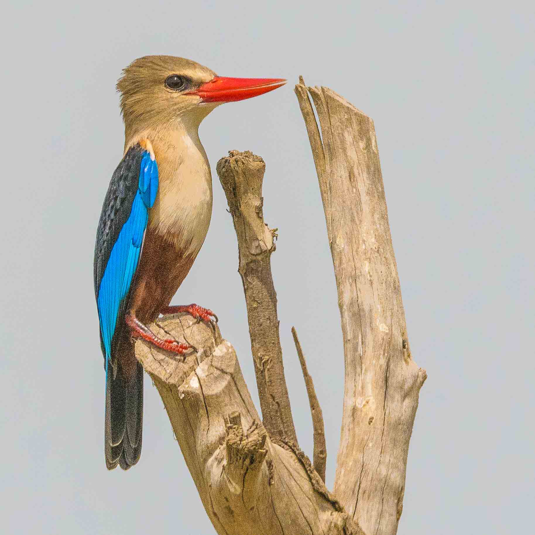 Martin-chasseur à tête grise (Grey-headed kingfisher, Halcyon leucocephala), Grande Niaye de Pikine, Dakar, Sénégal;